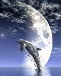 pic for moon dolphine